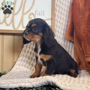 Bailey, Cavalier King Charles Spaniel Puppy